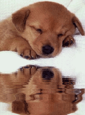 mon chiot a moi